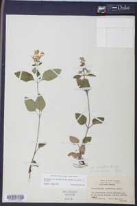 Scutellaria elliptica image