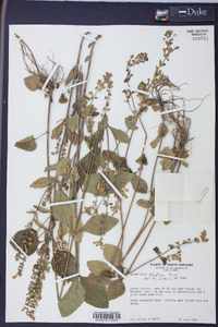Scutellaria elliptica image