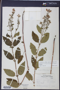 Scutellaria incana image