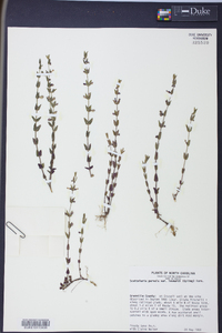 Scutellaria parvula image