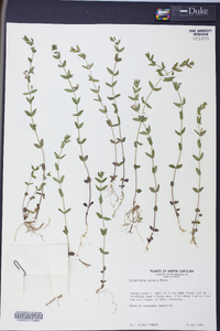 Scutellaria parvula image