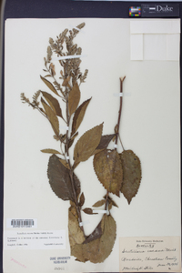 Scutellaria incana image