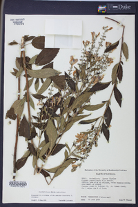 Scutellaria incana image