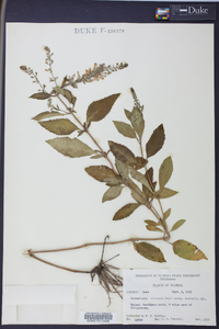 Scutellaria altamaha subsp. australis image
