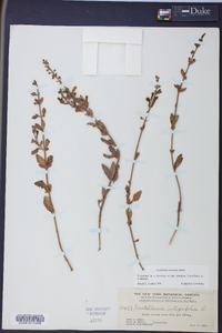 Scutellaria arenicola image