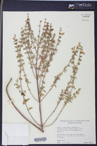 Scutellaria cardiophylla image