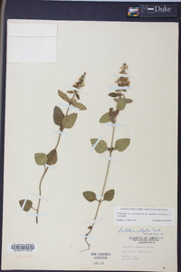 Scutellaria elliptica image