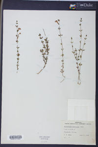 Scutellaria havanensis image