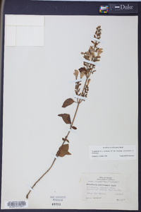 Scutellaria mellichampii image