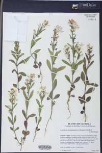 Scutellaria multiglandulosa image