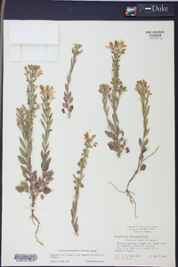 Scutellaria multiglandulosa image