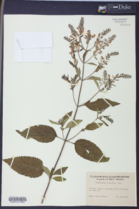 Scutellaria ovalifolia image