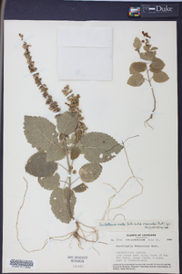 Scutellaria ovata image