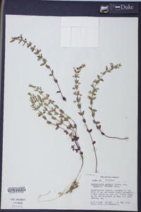 Scutellaria parvula image