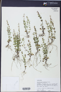 Scutellaria parvula image