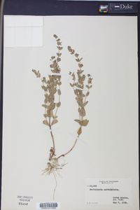 Scutellaria parvula image