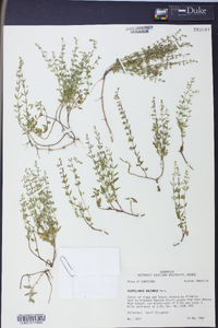 Scutellaria racemosa image