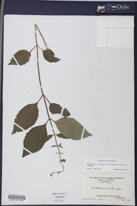 Scutellaria serrata image