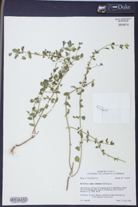 Scutellaria thieretii image