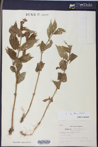 Stachys clingmanii image