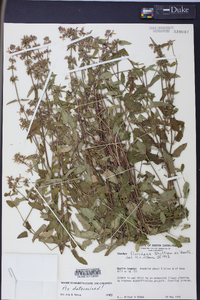 Stachys floridana image