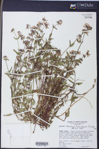 Stachys floridana image