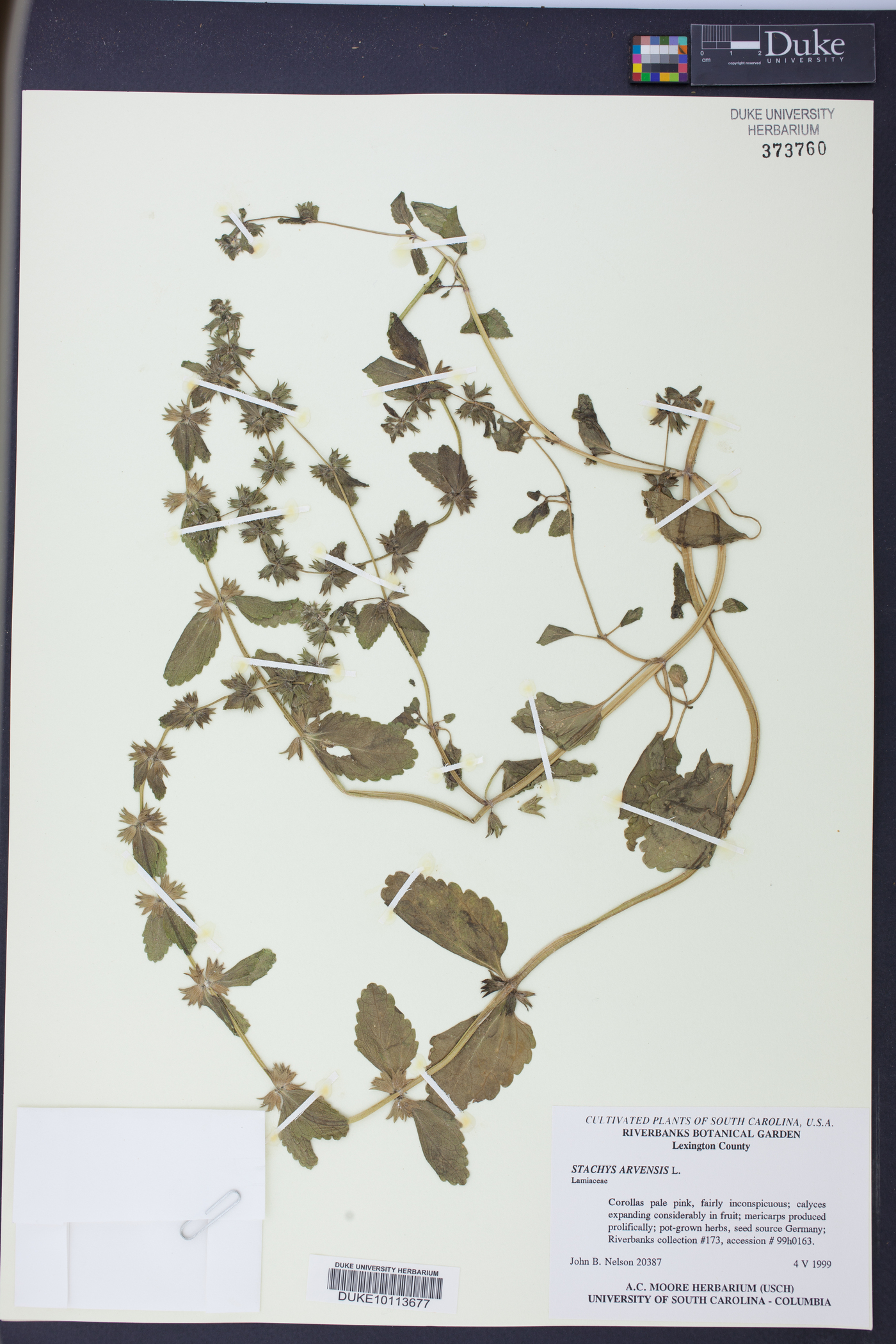 Stachys arvensis image
