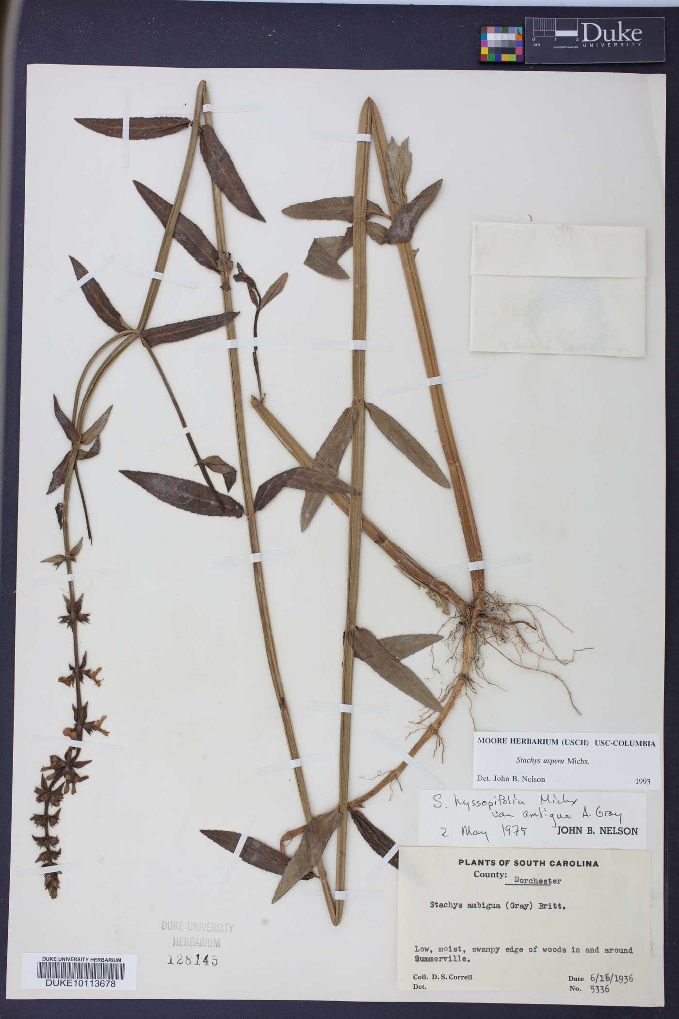 Stachys aspera image