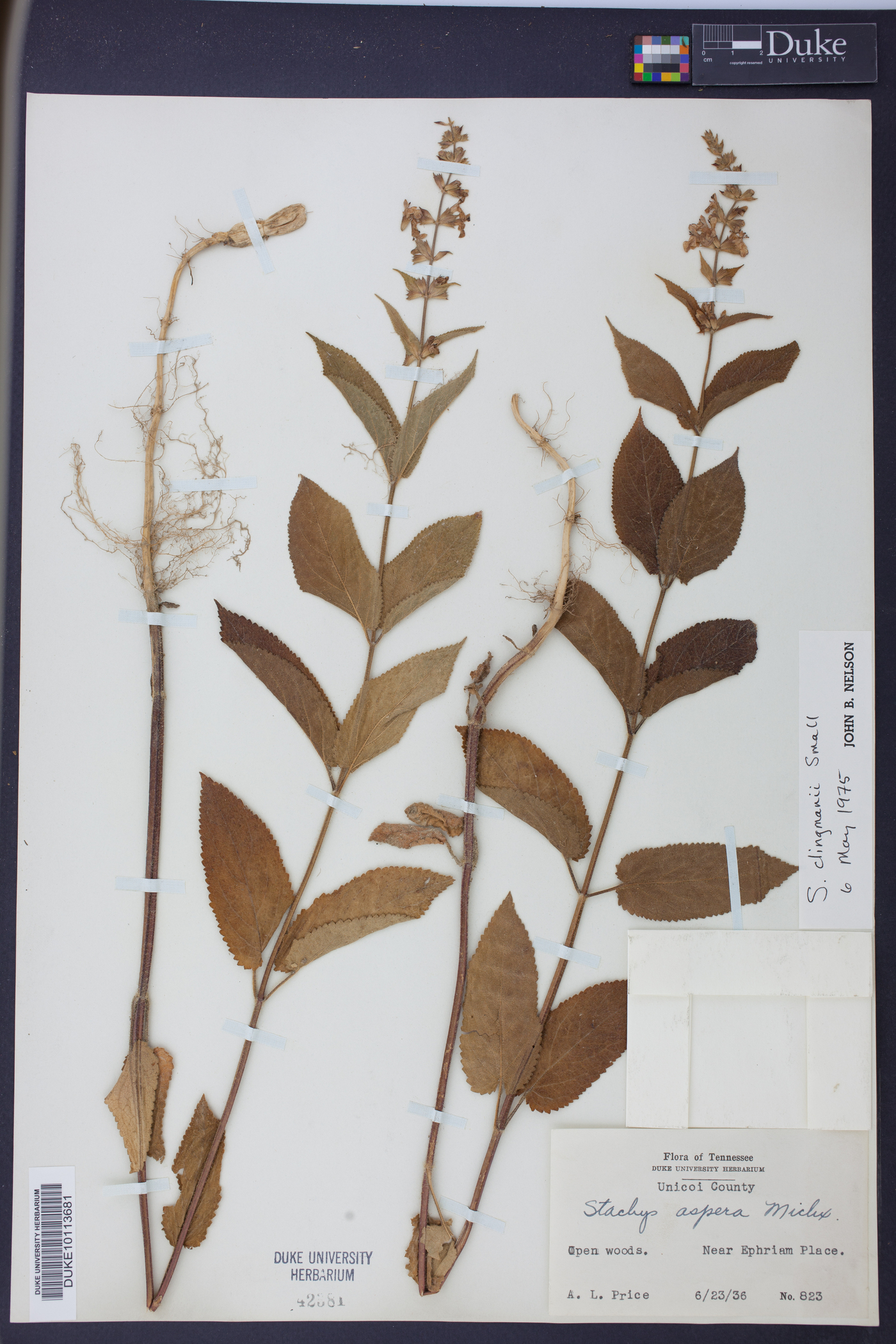 Stachys clingmanii image