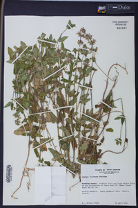 Stachys floridana image