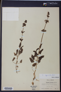 Stachys floridana image