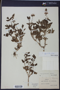 Stachys floridana image