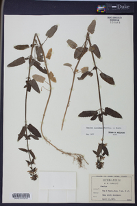 Stachys floridana image