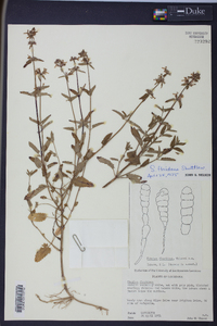 Stachys floridana image