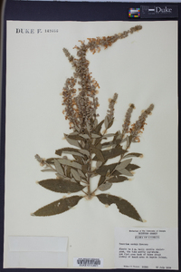 Teucrium nashii image