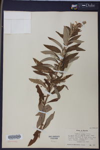 Teucrium nashii image