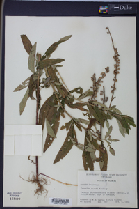 Teucrium nashii image