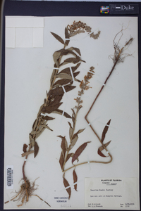 Teucrium nashii image