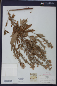 Teucrium nashii image