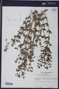 Trichostema dichotomum image