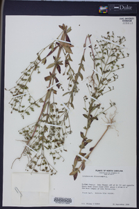 Trichostema dichotomum image