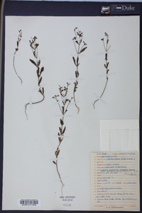 Trichostema dichotomum image