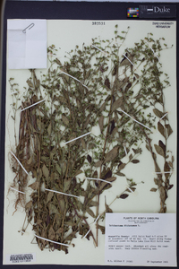 Trichostema dichotomum image