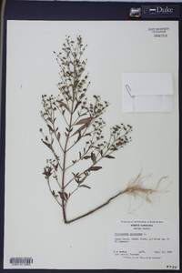 Trichostema dichotomum image