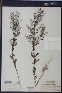 Trichostema dichotomum image