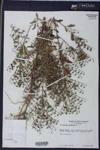 Trichostema dichotomum image