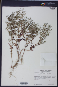 Trichostema dichotomum image
