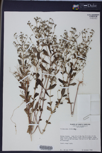 Trichostema dichotomum image