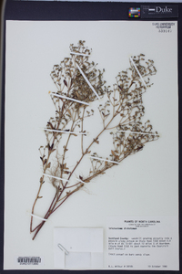 Trichostema dichotomum image