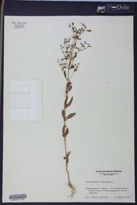 Trichostema dichotomum image